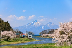 舟津川より 桜並木と磐梯山 その２
