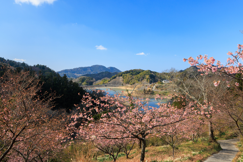 河津桜越しの佐久間ダム