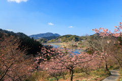 河津桜越しの佐久間ダム