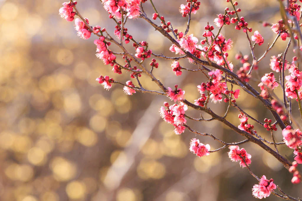 蝋梅バックに～