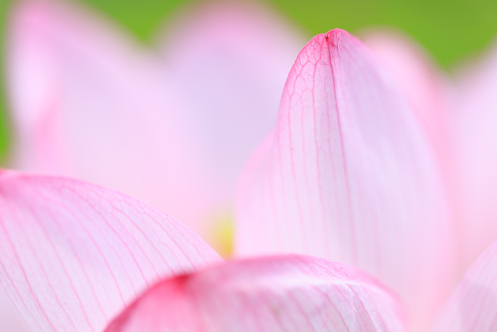 花びらの先に寄る