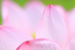 花びらの先に寄る