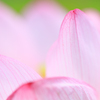花びらの先に寄る