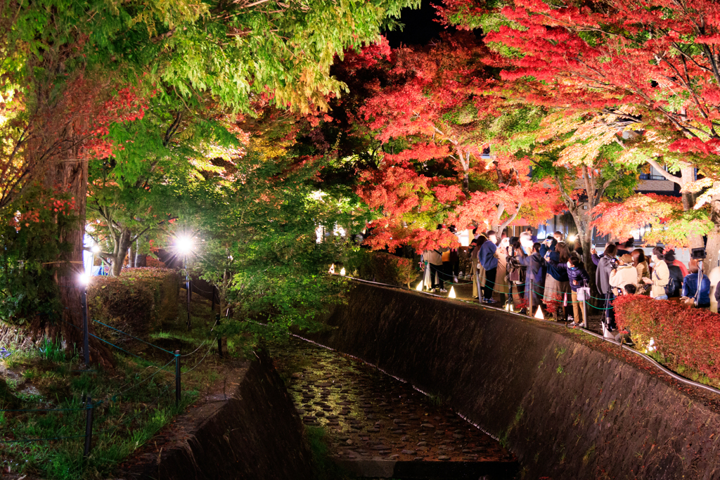 紅葉回廊ライトアップ　その１