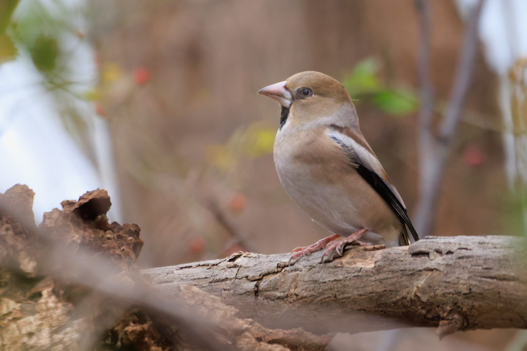 シメさん 降りて来た＾＾