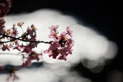 河津桜 玉ボケバック