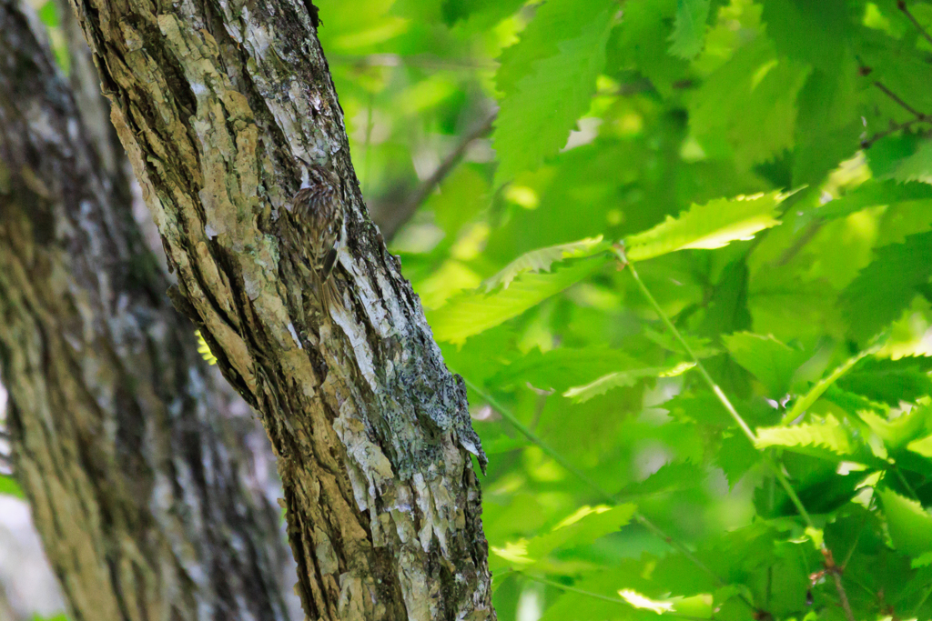 キバシリをさがせ！（笑）