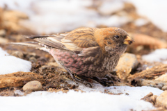 ハギマシコ祭りヽ(^o^)丿 その1