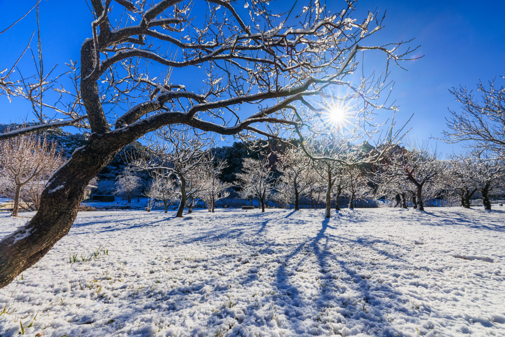 太陽を捕まえろ！