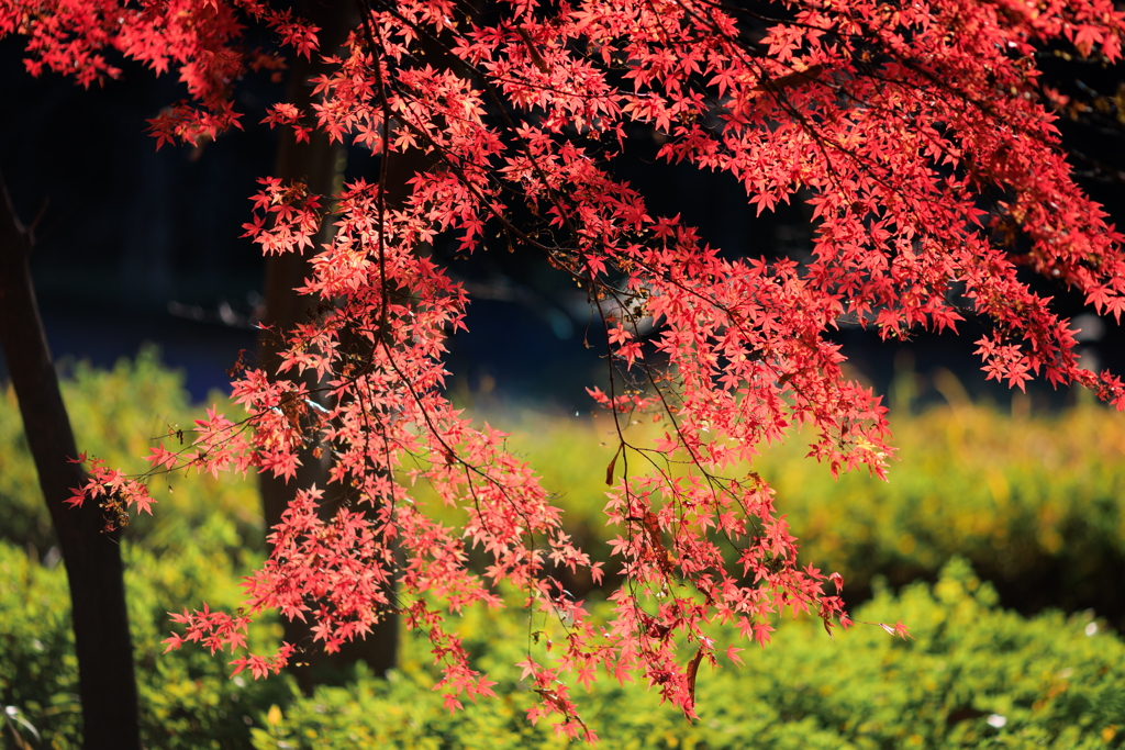 公園お写んぽ 良い光