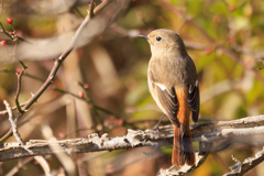 ジョビ子、見上げる＾＾