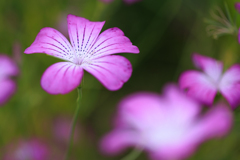 公園「お写んぽ」ムギナデシコ
