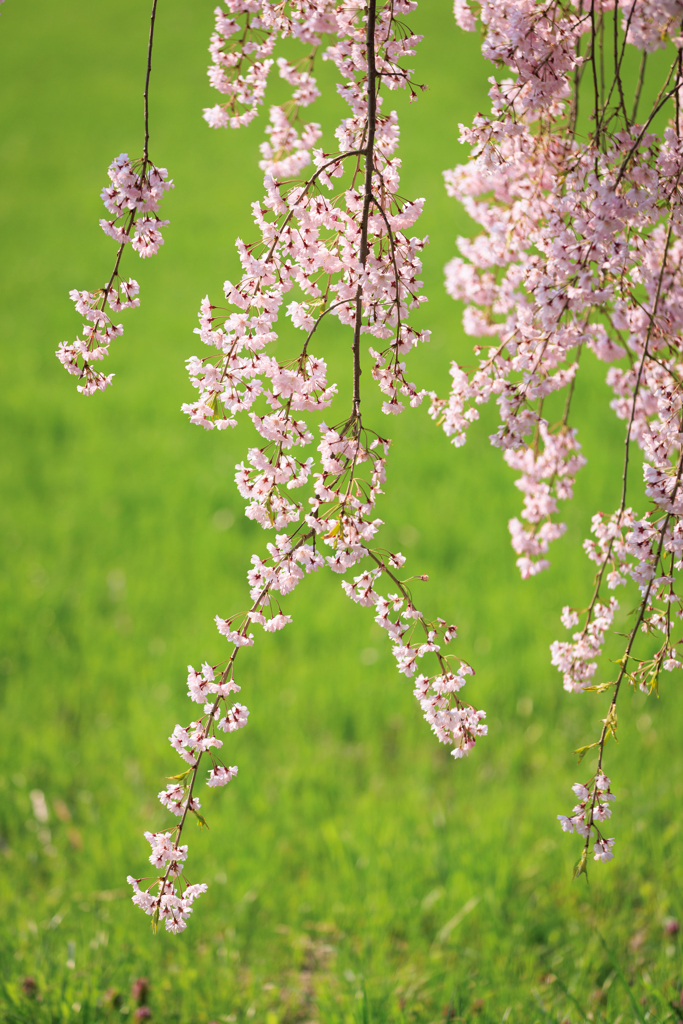 日中線しだれ桜並木 緑に映える