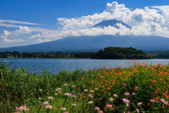 クレオメ＆キバナと富士山