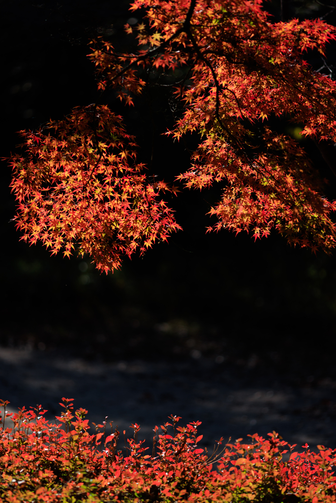 公園お写んぽ 紅の競演