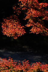 公園お写んぽ 紅の競演
