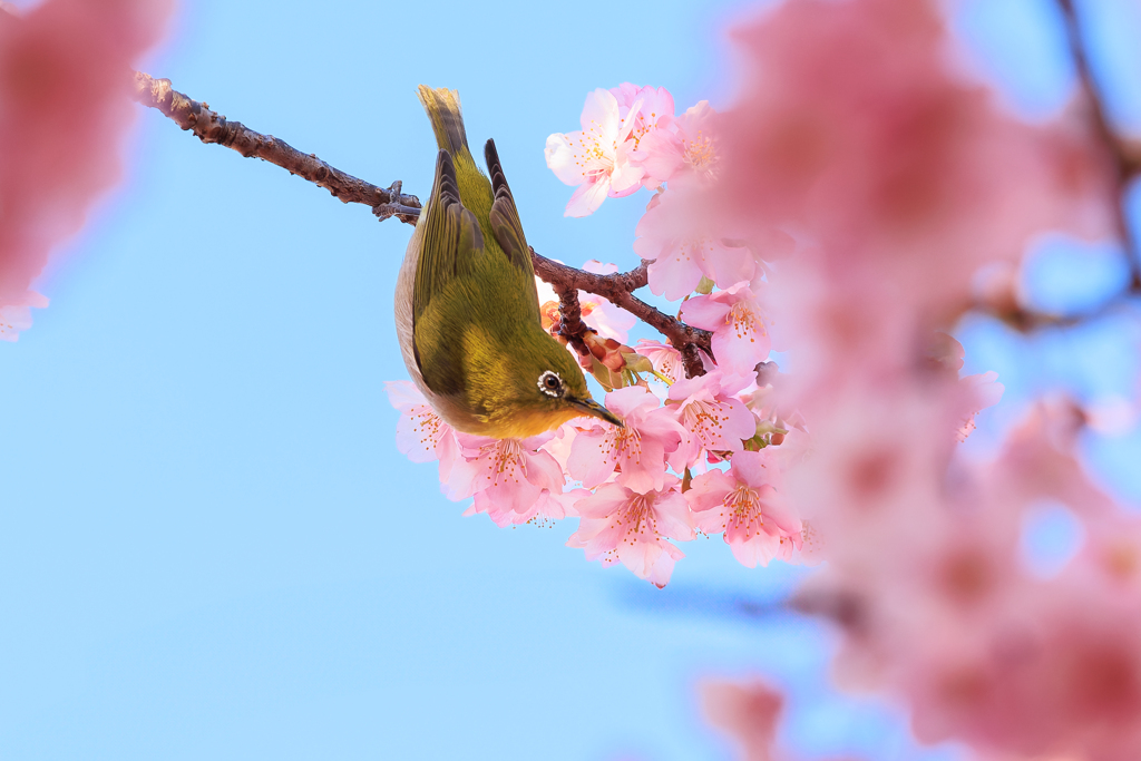 河津桜 サクジロー