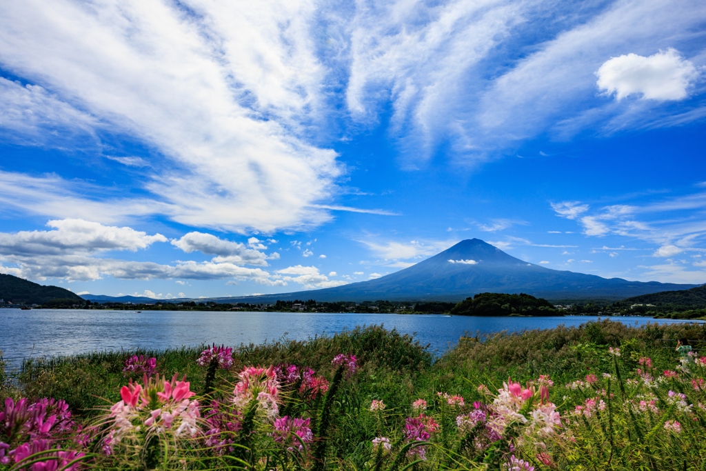 クレオメと富士山