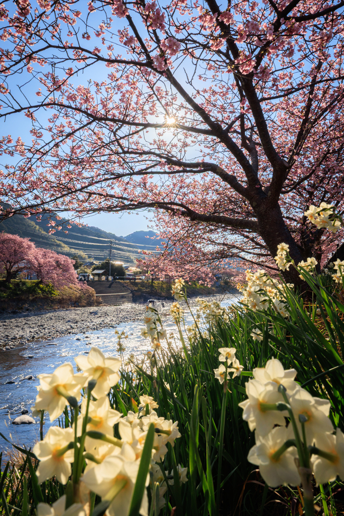 河津桜 水仙と