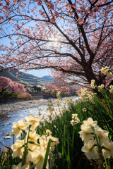 河津桜 水仙と