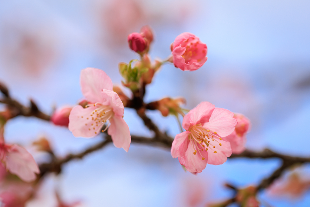 河津桜　マクロで