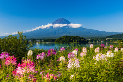 クレオメと富士山