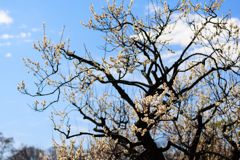 公園お写んぽ 白梅