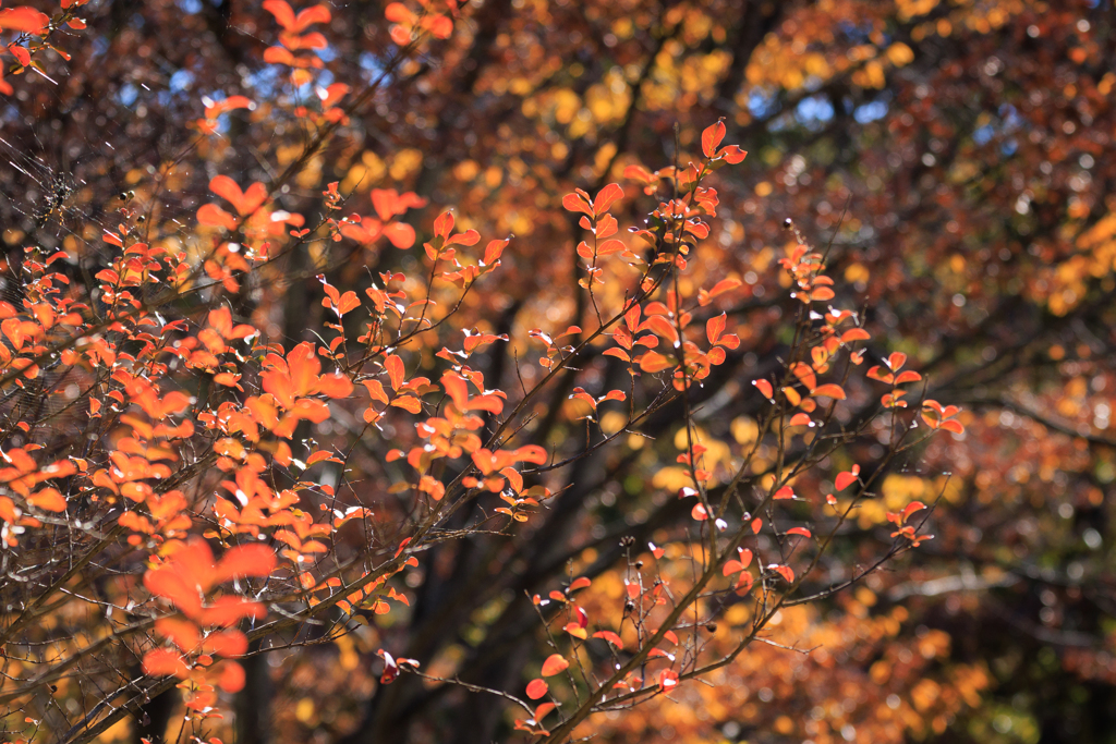 秋探しお写んぽ その２