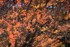 秋探しお写んぽ その２