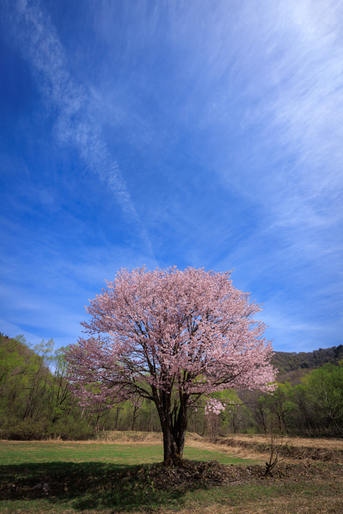 桜から噴き出る？