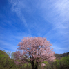 桜から噴き出る？