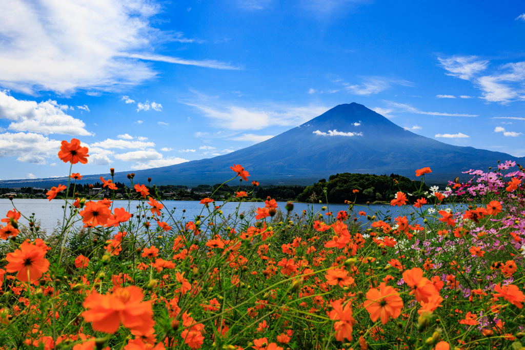 キバナコスモスと富士山