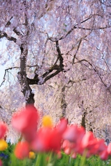 日中線しだれ桜並木 チューリップごし