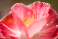 マクロは楽しい♪