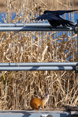 イタチとカラス＾＾
