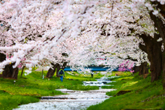 観音寺川の桜