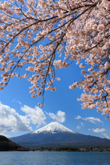 富士山と桜のれん