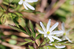 足元の可憐な花
