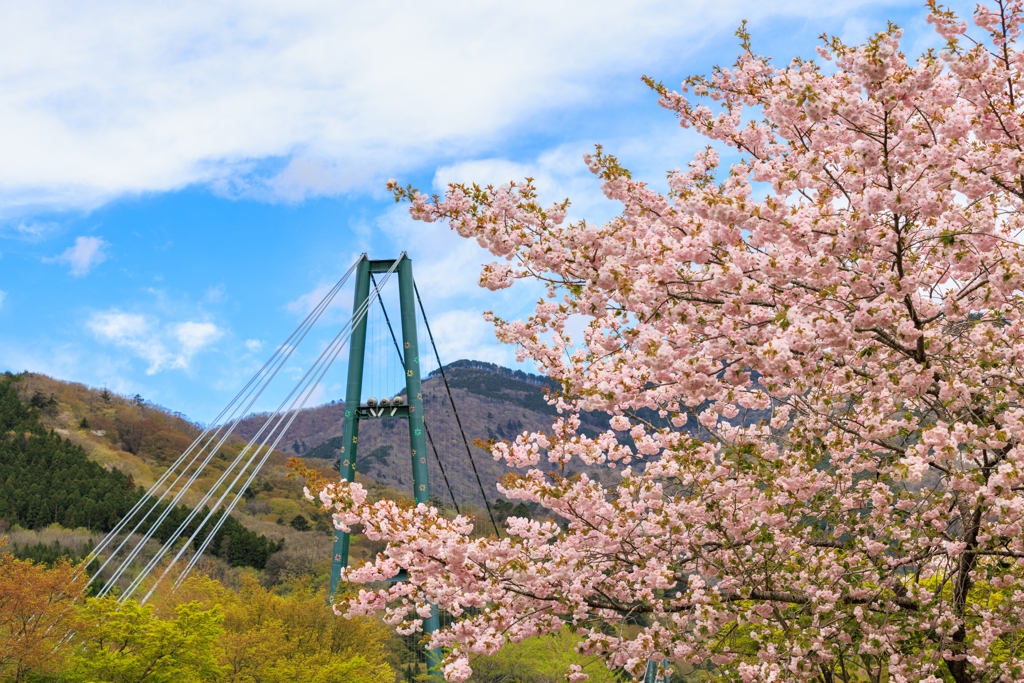もみじ谷大吊橋　まだ元気な桜と～