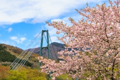 もみじ谷大吊橋　まだ元気な桜と～