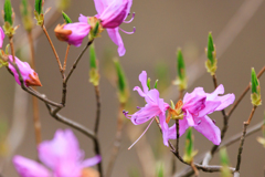 名は存じませんが・・その１