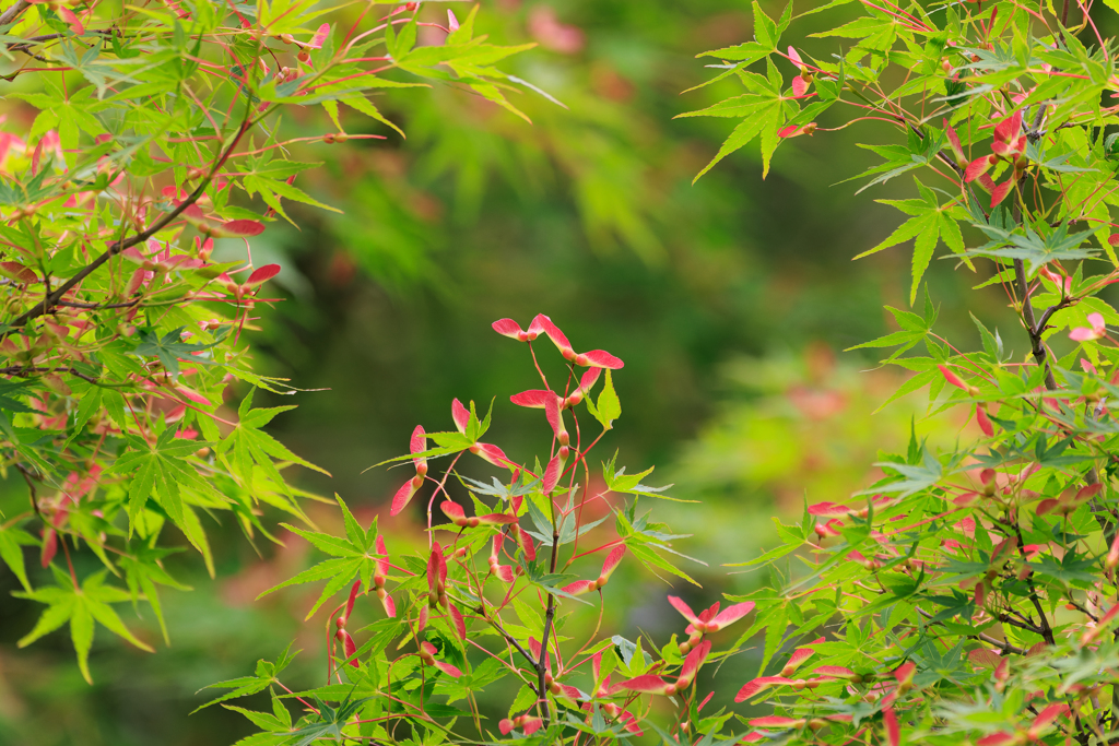公園「お写んぽ」もみじの花