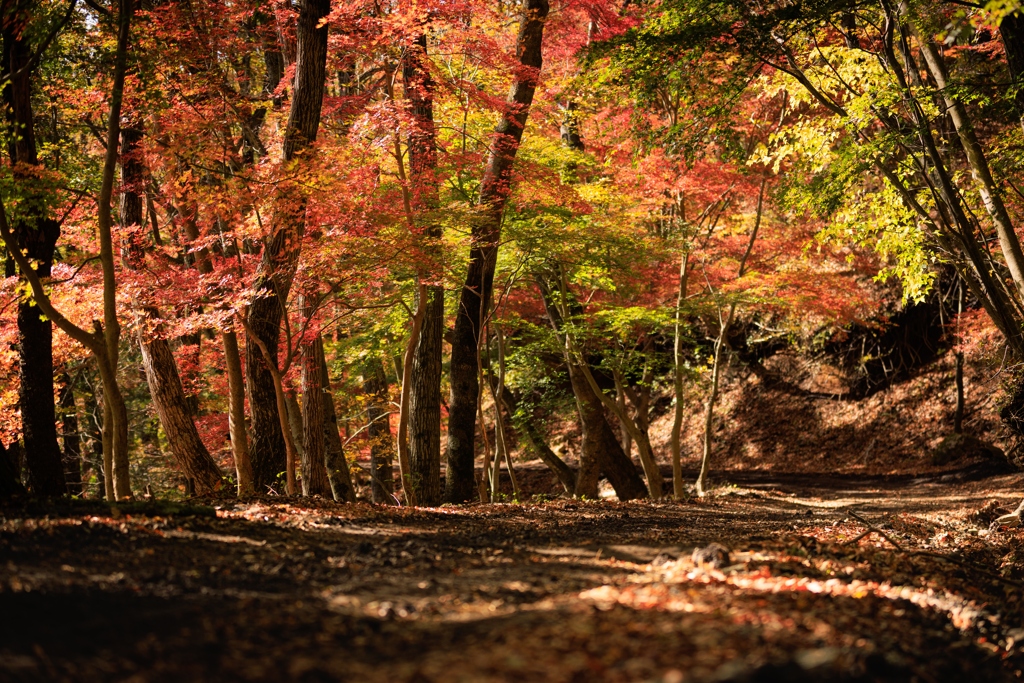 紅葉台林道
