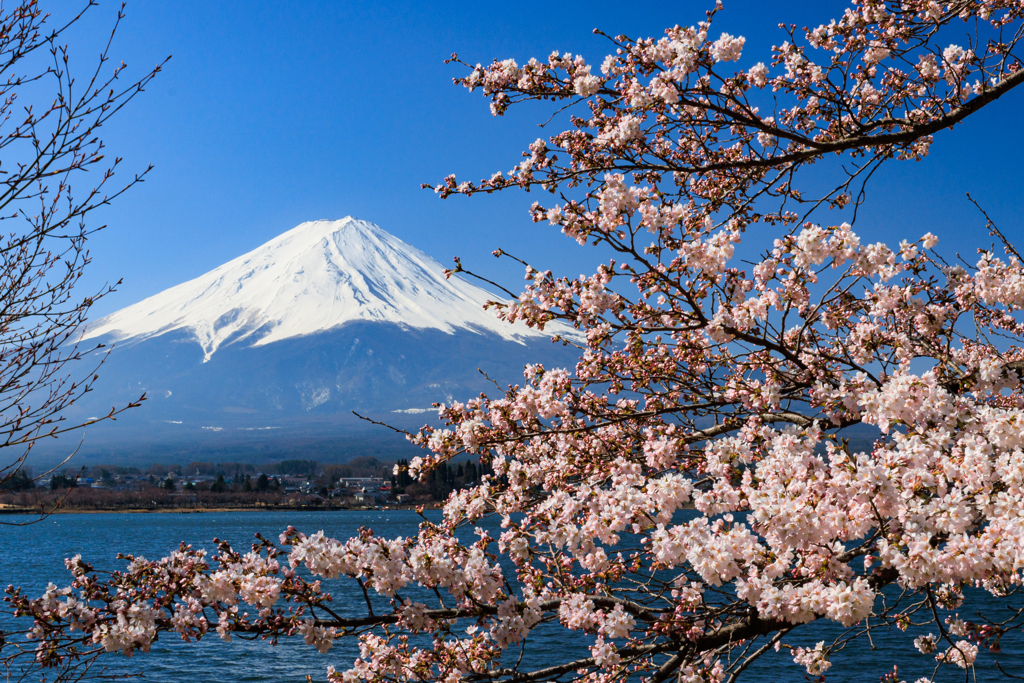 富士山と桜　河口湖にて　その１