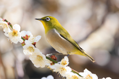 公園お写んぽ おすましウメジロー