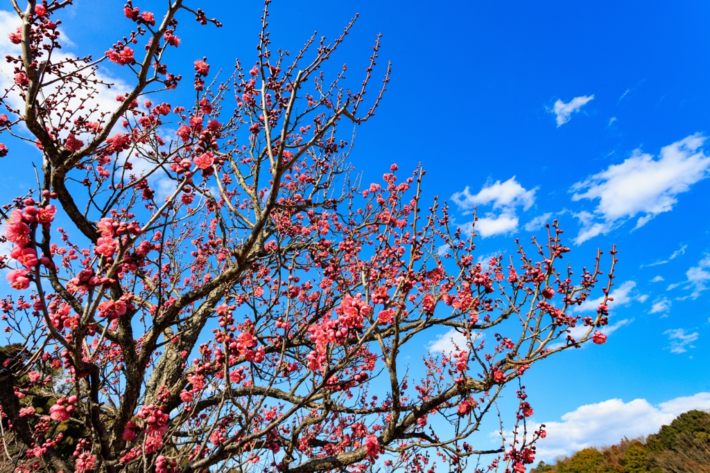 青空に紅梅