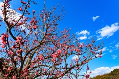 青空に紅梅