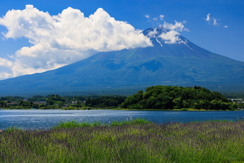 ラベンダーと富士山　その１