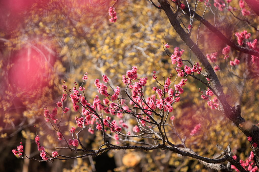 紅梅 蝋梅バックに