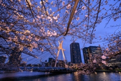 中央大橋と桜